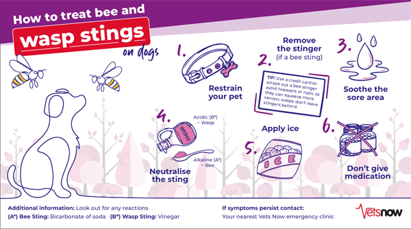 Wasp Stings and Dogs